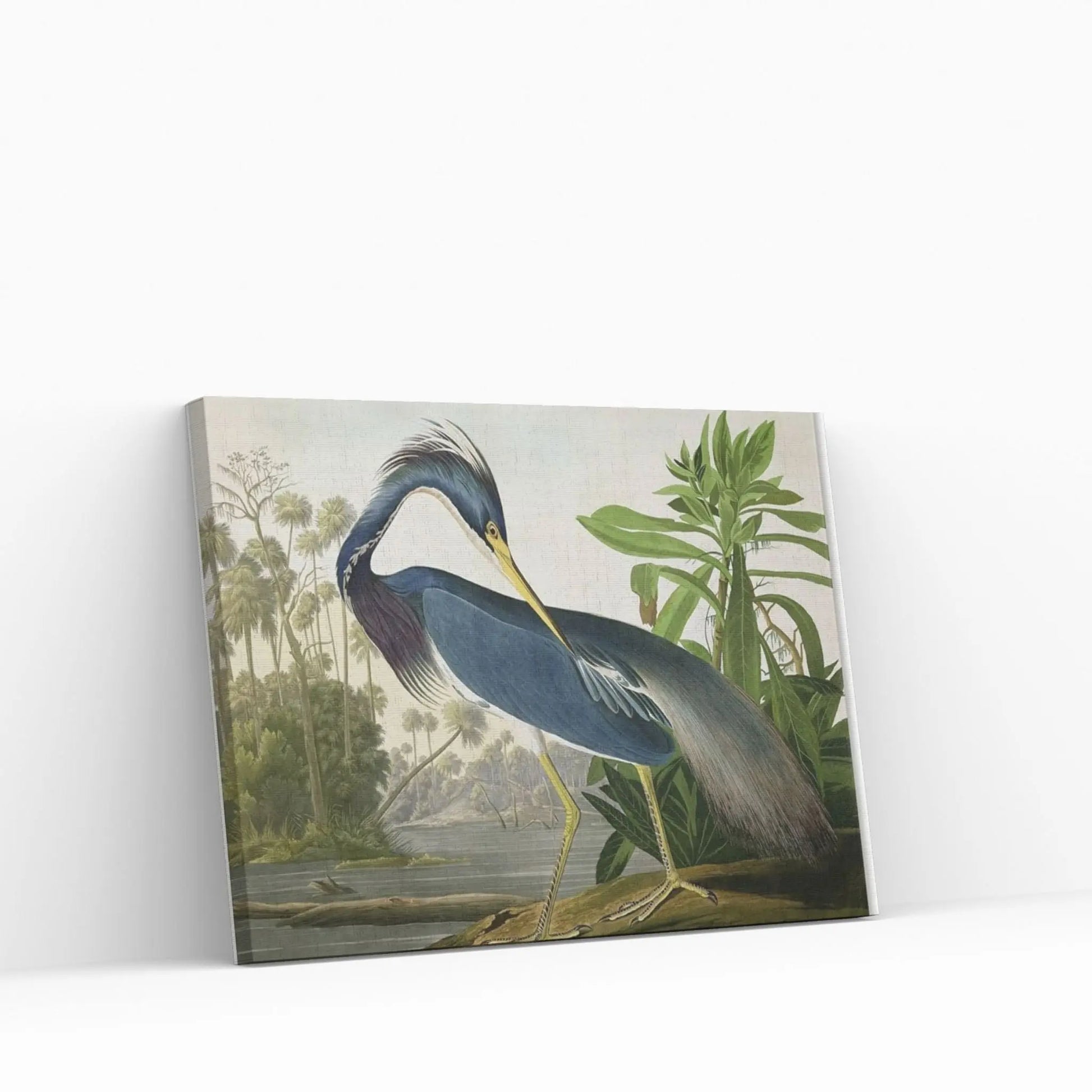 Louisiana Heron Canvas Wall Art - Y Canvas