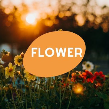 ycanvas flower art canvas wall art print