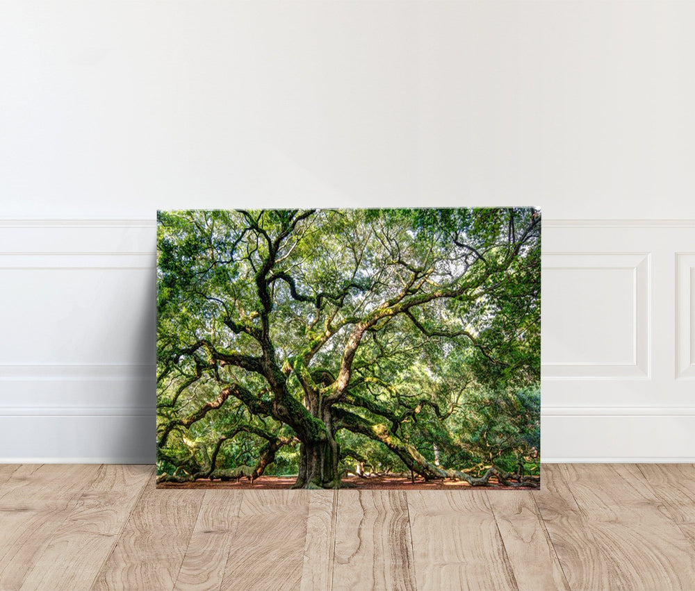 Angel Oak Tree South Carolina, Modern Canvas Print